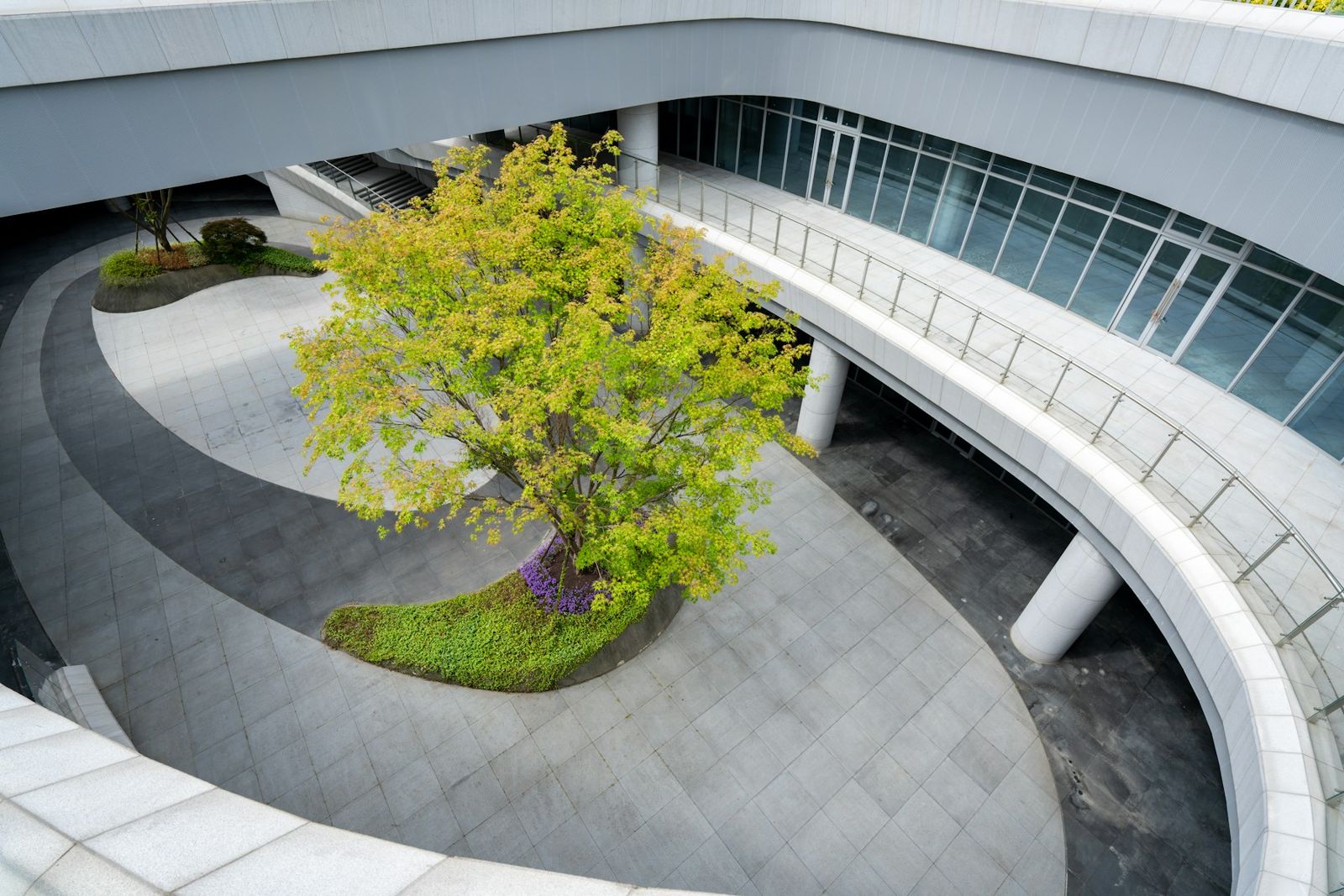 Office courtyard with a specimen tree