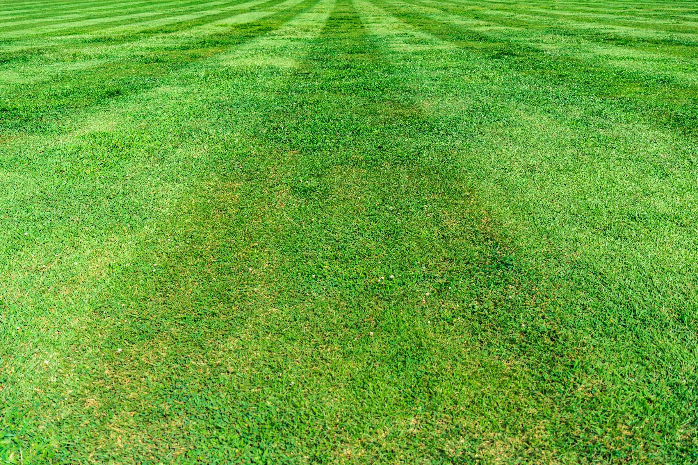 Freshly mowed lawn with crisp diagonal stripes